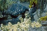 SABA tent reef oct 2013_11